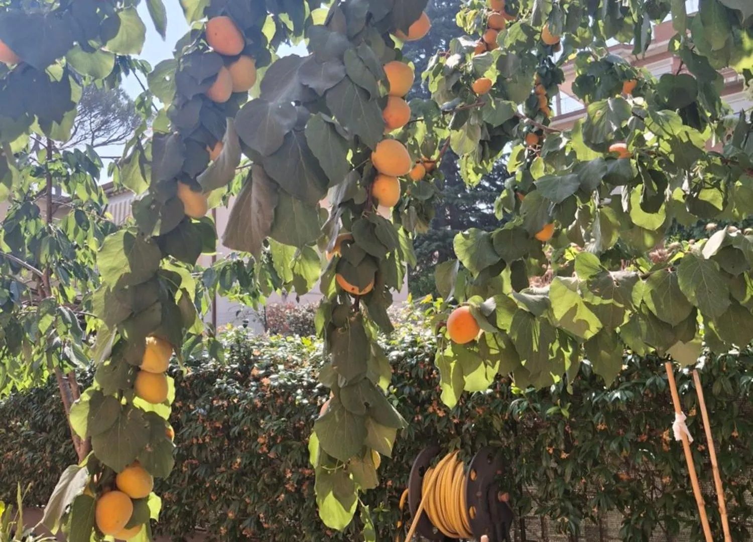 Lägenhet Lemon Garden Home Rom