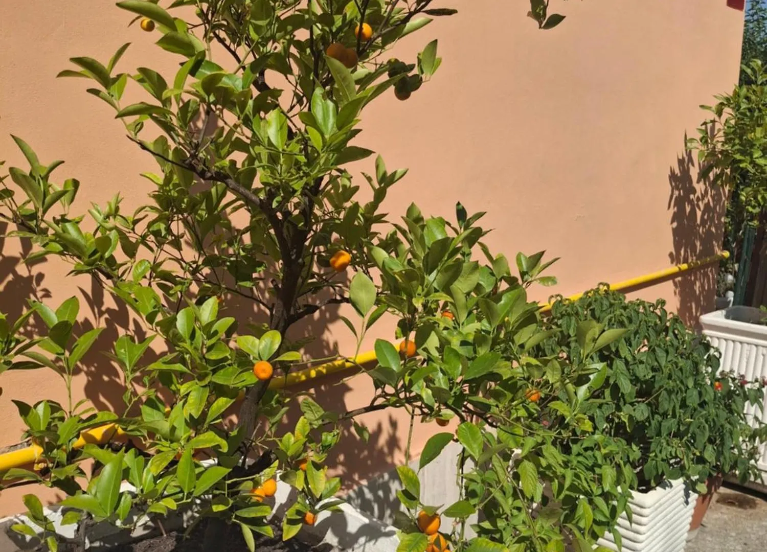 Lemon Garden Home Rom Lägenhet
