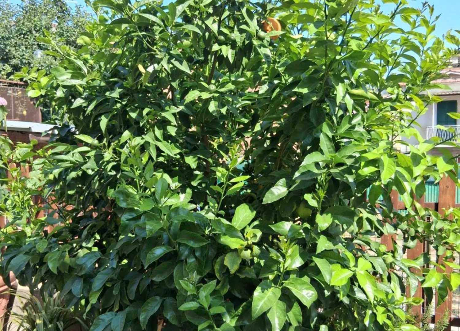 Lemon Garden Home Rom