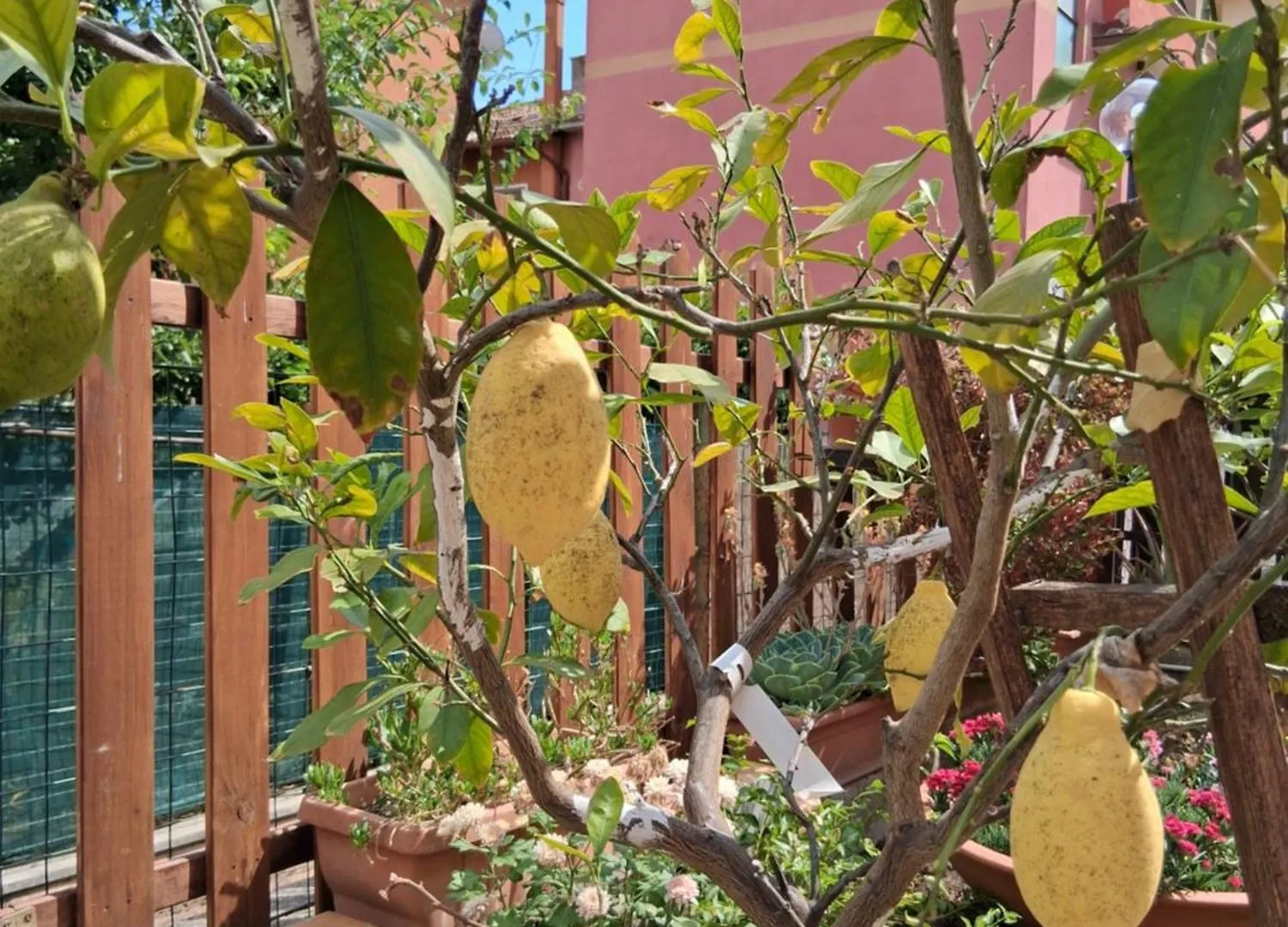 Lemon Garden Home Rom Lägenhet
